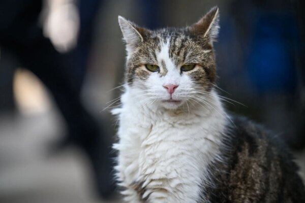 Quem é Larry, o Gato? O chefe Mouser do Gabinete diz que vai parar de saber os nomes dos primeiros-ministros do Reino Unido quando Keir Starmer renunciar