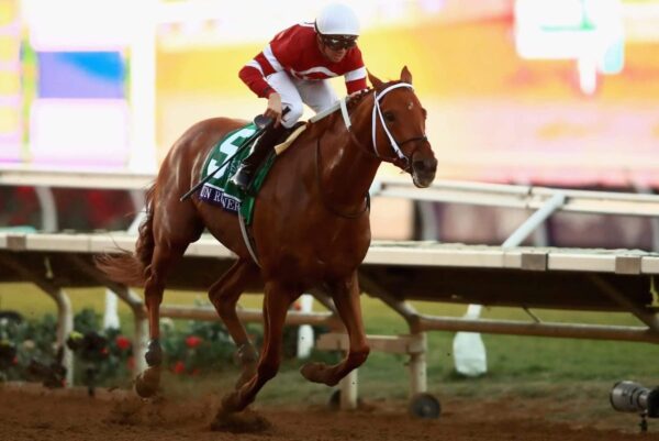 Conheça dois dos maiores pais esportivos do mundo. Eles são cavalos
